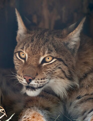Naklejka na ściany i meble Lynx looks with predatory eyes from the shelter
