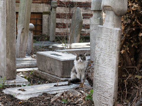 cat opn Otoman graveyard in istanbul