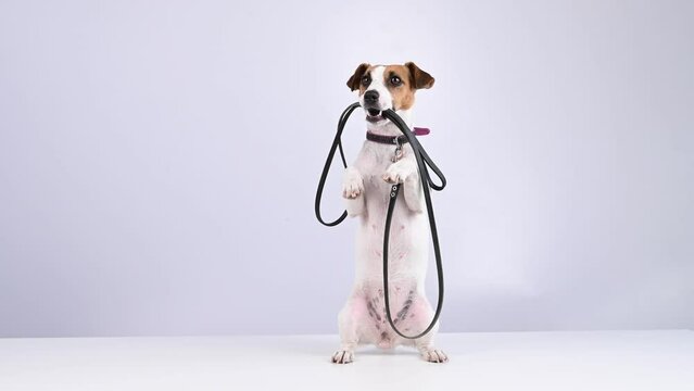 Jack russell terrier dog holding a leash on a white background.