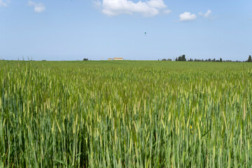 Green barley field, oats in the field