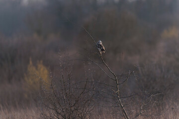 Short-eared owl Asio flammeus in winterly atmosphere