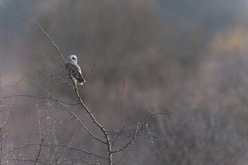 Short-eared owl Asio flammeus in winterly atmosphere