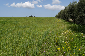 Fototapeta premium Green barley field, oats in the field