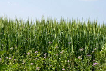 Green barley field, oats in the field