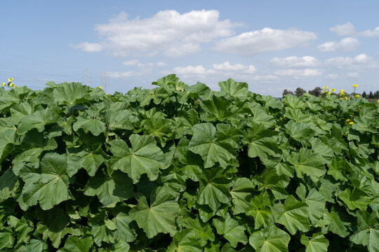 A large green Malva (Hubiza) grows in the wild