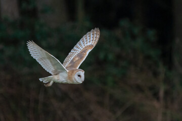 Barn owl (Tyto alba) hunting at dusk. Beautiful British owl in flight, North Norfolk, UK. 