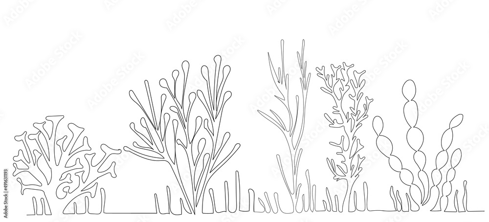 Wall mural algae drawing in one continuous line, isolated vector