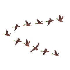 flock of birds set flat design, isolated, vector