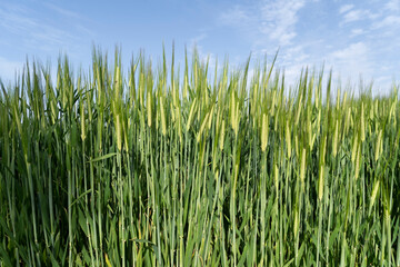 Green barley field, oats in the field