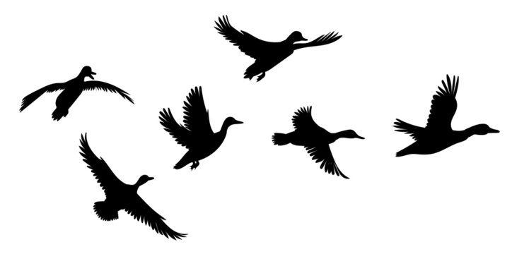 birds flying silhouette, isolated vector