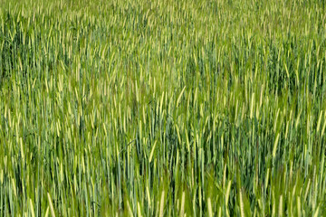 Green barley field, oats in the field