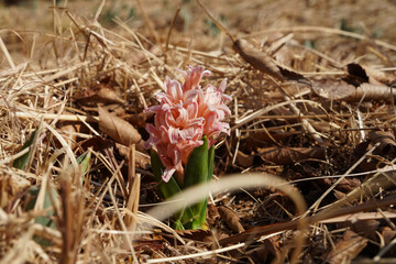 A pale pink hyacinth flower blooming among the dry leaves of grass