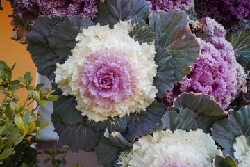 Beautifully blooming flower cabbage in winter