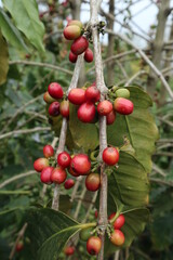 fresh and mature fruit of coffee design for growth concept