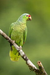Fototapeta na wymiar The red-lored amazon or red-lored parrot (Amazona autumnalis) is a species of amazon parrot, native to tropical regions of the Americas, from eastern Mexico south to Ecuador 