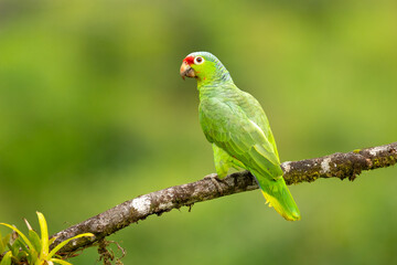 The red-lored amazon or red-lored parrot (Amazona autumnalis) is a species of amazon parrot, native to tropical regions of the Americas, from eastern Mexico south to Ecuador 