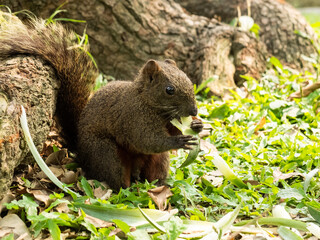 squirrel eating peel