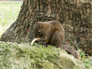 squirrel eating peel