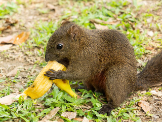 squirrel eating peel