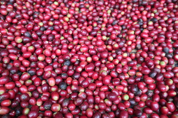 fresh and mature fruit of coffee design for growth concept