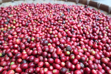 fresh and mature fruit of coffee design for growth concept