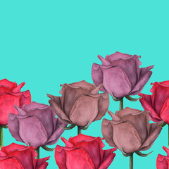 Horizontal border of colored roses