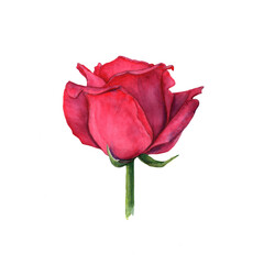Watercolor drawing of a red rose