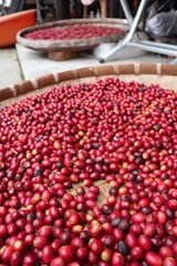 fresh and mature fruit of coffee design for growth concept