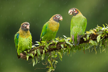 The brown-hooded parrot (Pyrilia haematotis) is a small parrot which is a resident breeding species from southeastern Mexico to north-western Colombia.