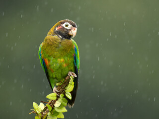 The brown-hooded parrot (Pyrilia haematotis) is a small parrot which is a resident breeding species from southeastern Mexico to north-western Colombia.
