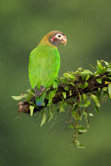 The brown-hooded parrot (Pyrilia haematotis) is a small parrot which is a resident breeding species from southeastern Mexico to north-western Colombia.