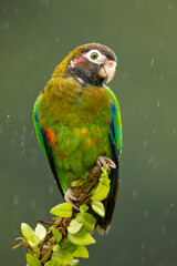 The brown-hooded parrot (Pyrilia haematotis) is a small parrot which is a resident breeding species from southeastern Mexico to north-western Colombia.