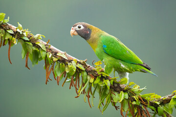 The brown-hooded parrot (Pyrilia haematotis) is a small parrot which is a resident breeding species from southeastern Mexico to north-western Colombia.
