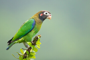 The brown-hooded parrot (Pyrilia haematotis) is a small parrot which is a resident breeding species from southeastern Mexico to north-western Colombia.