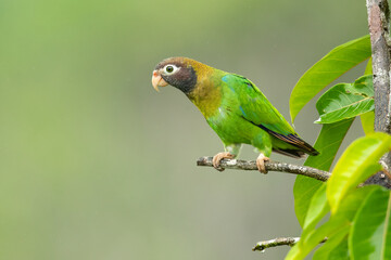 Fototapeta premium The brown-hooded parrot (Pyrilia haematotis) is a small parrot which is a resident breeding species from southeastern Mexico to north-western Colombia.