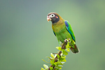 The brown-hooded parrot (Pyrilia haematotis) is a small parrot which is a resident breeding species from southeastern Mexico to north-western Colombia.