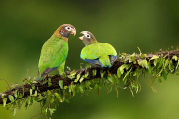 The brown-hooded parrot (Pyrilia haematotis) is a small parrot which is a resident breeding species from southeastern Mexico to north-western Colombia.