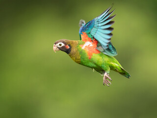 The brown-hooded parrot (Pyrilia haematotis) is a small parrot which is a resident breeding species from southeastern Mexico to north-western Colombia.