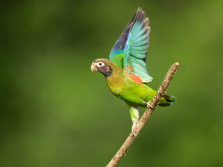 The brown-hooded parrot (Pyrilia haematotis) is a small parrot which is a resident breeding species from southeastern Mexico to north-western Colombia.