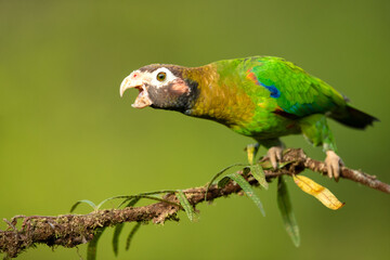 The brown-hooded parrot (Pyrilia haematotis) is a small parrot which is a resident breeding species from southeastern Mexico to north-western Colombia.