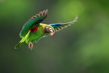 The brown-hooded parrot (Pyrilia haematotis) is a small parrot which is a resident breeding species from southeastern Mexico to north-western Colombia. © Milan