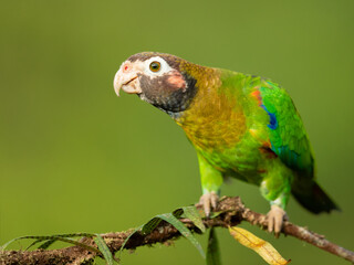 The brown-hooded parrot (Pyrilia haematotis) is a small parrot which is a resident breeding species from southeastern Mexico to north-western Colombia.