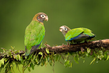 The brown-hooded parrot (Pyrilia haematotis) is a small parrot which is a resident breeding species from southeastern Mexico to north-western Colombia.