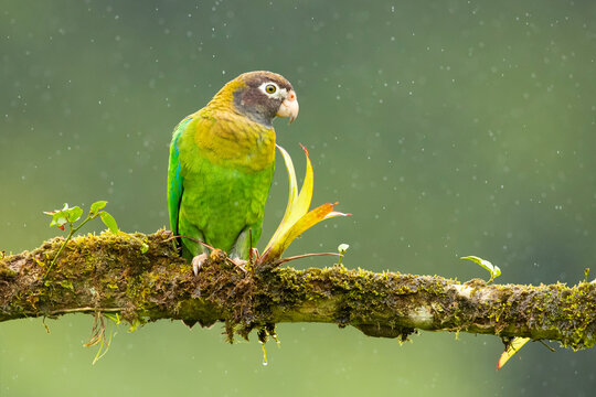 The brown-hooded parrot (Pyrilia haematotis) is a small parrot which is a resident breeding species from southeastern Mexico to north-western Colombia.