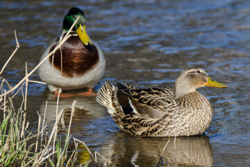 Stockenten weiblich männlich Paar