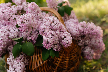 Fototapeta premium Bouquet of lilacs in a basket