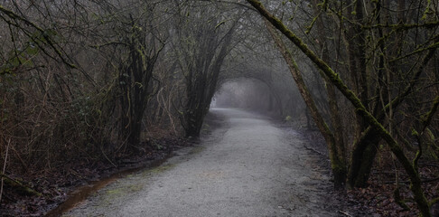 Path in the Canadian rain forest with green trees. Early morning fog in winter season. Tynehead Park in Surrey, Vancouver, British Columbia, Canada.
