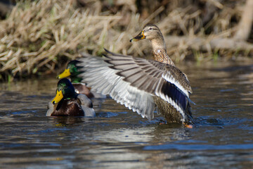 Flatternde weibliche Stockente