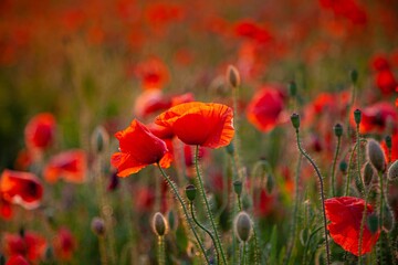Red poppies. Buds of wildflowers and garden flowers. Red poppy blossoms. Wild field nature flower