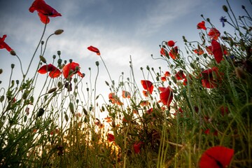 Red poppies. Buds of wildflowers and garden flowers. Red poppy blossoms flower. Wild field nature